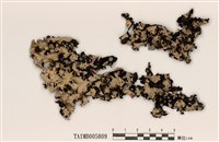 藏品(裸緣梅衣屬)的圖片